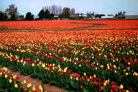 Red and yellow tulip field.