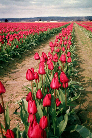 Row of red tulips.