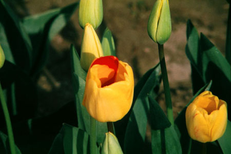 Yellow 
tulip.
