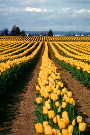 Row of yellow tulips.