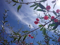 Huckleberry bush